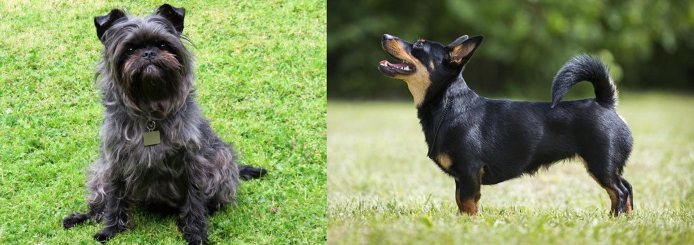 Lancashire Heeler vs Affenpinscher - Breed Comparison
