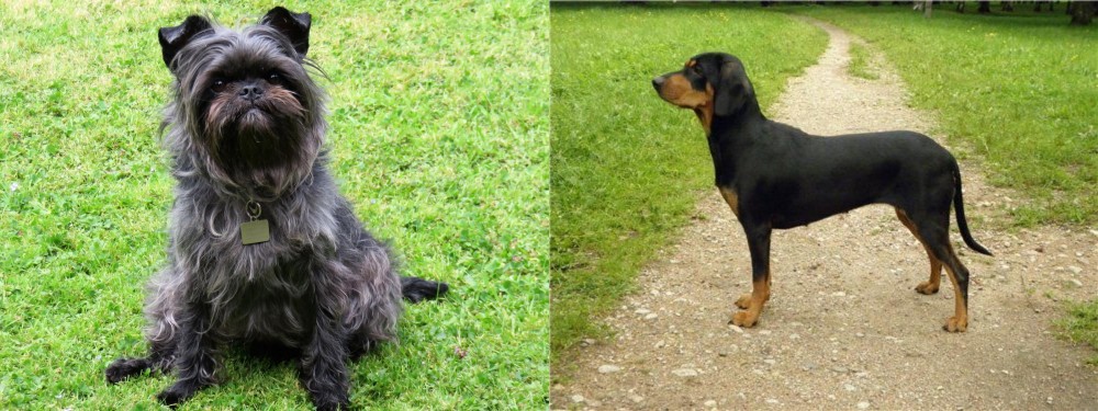 Latvian Hound vs Affenpinscher - Breed Comparison