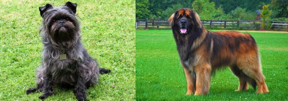 Leonberger vs Affenpinscher - Breed Comparison
