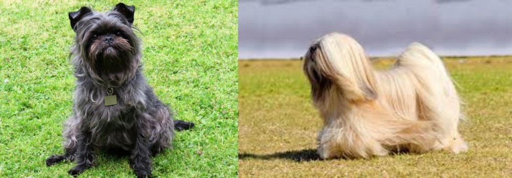 Lhasa Apso vs Affenpinscher - Breed Comparison