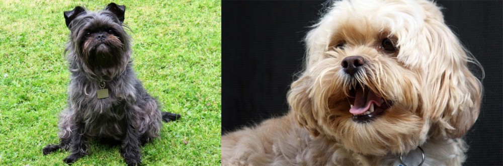 Lhasapoo vs Affenpinscher - Breed Comparison