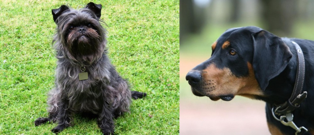 Lithuanian Hound vs Affenpinscher - Breed Comparison