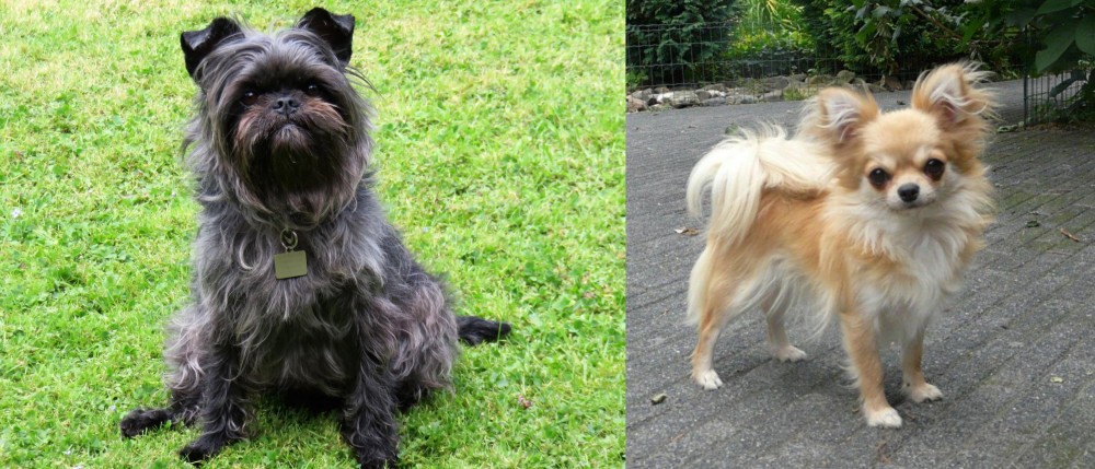 Long Haired Chihuahua vs Affenpinscher - Breed Comparison
