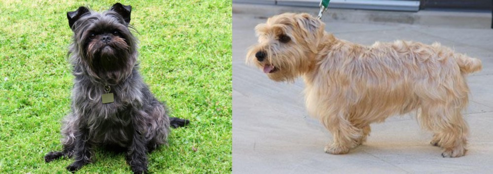 Lucas Terrier vs Affenpinscher - Breed Comparison