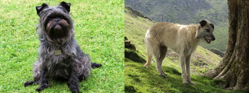 Lurcher vs Affenpinscher - Breed Comparison
