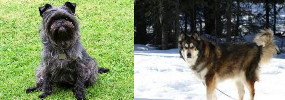 Mackenzie River Husky vs Affenpinscher - Breed Comparison