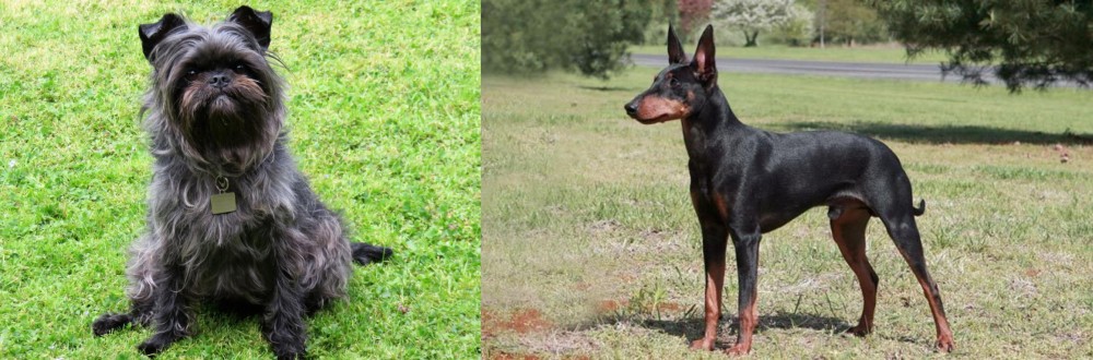 Manchester Terrier vs Affenpinscher - Breed Comparison