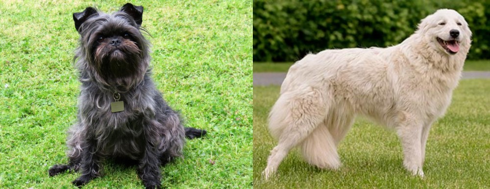 Maremma Sheepdog vs Affenpinscher - Breed Comparison