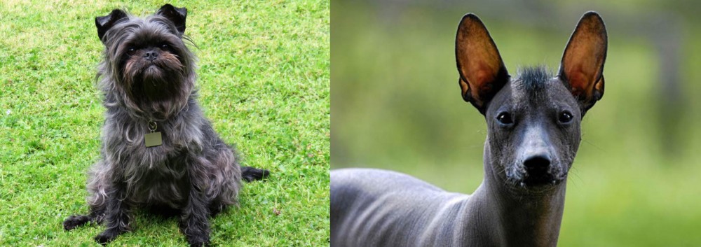 Mexican Hairless vs Affenpinscher - Breed Comparison