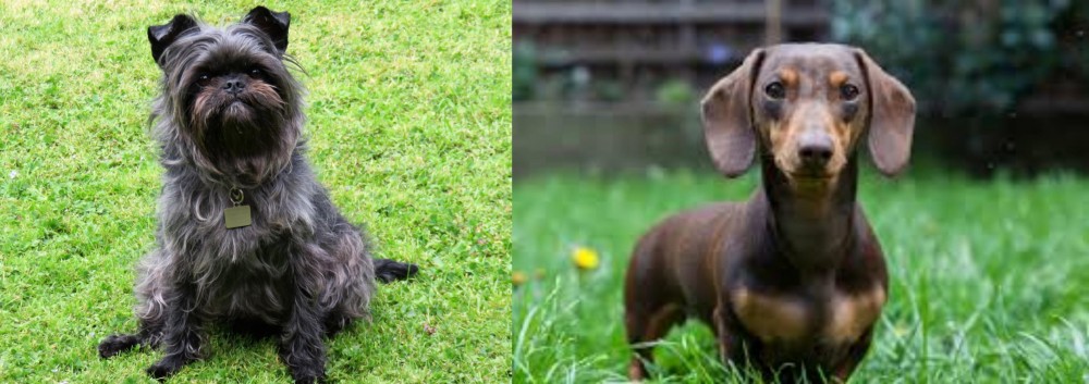 Miniature Dachshund vs Affenpinscher - Breed Comparison
