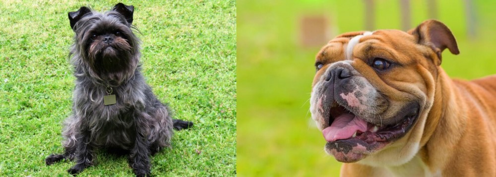 Miniature English Bulldog vs Affenpinscher - Breed Comparison