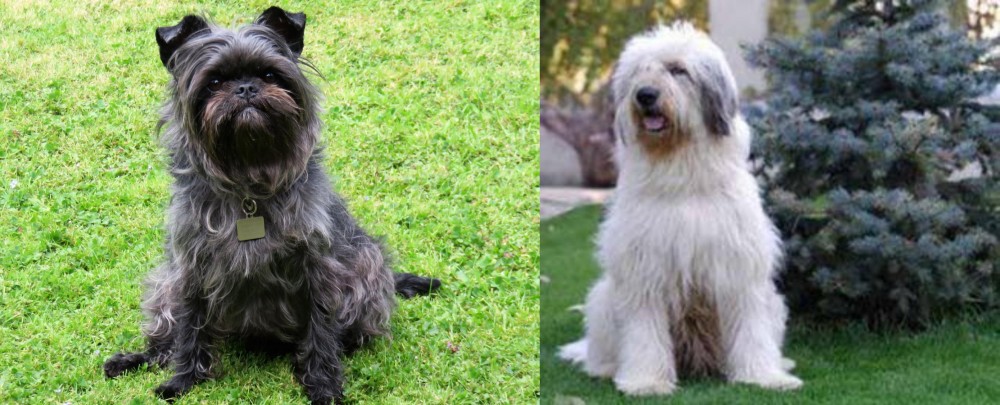 Mioritic Sheepdog vs Affenpinscher - Breed Comparison