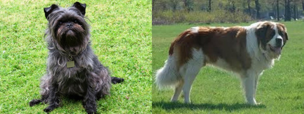 Moscow Watchdog vs Affenpinscher - Breed Comparison