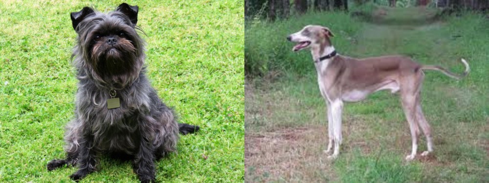 Mudhol Hound vs Affenpinscher - Breed Comparison