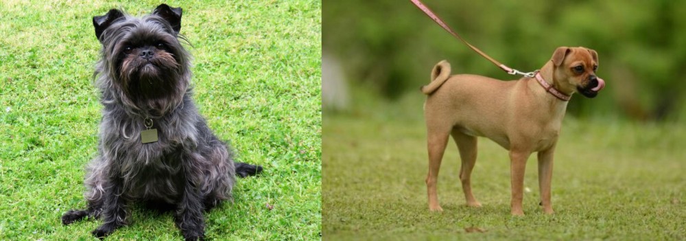 Muggin vs Affenpinscher - Breed Comparison