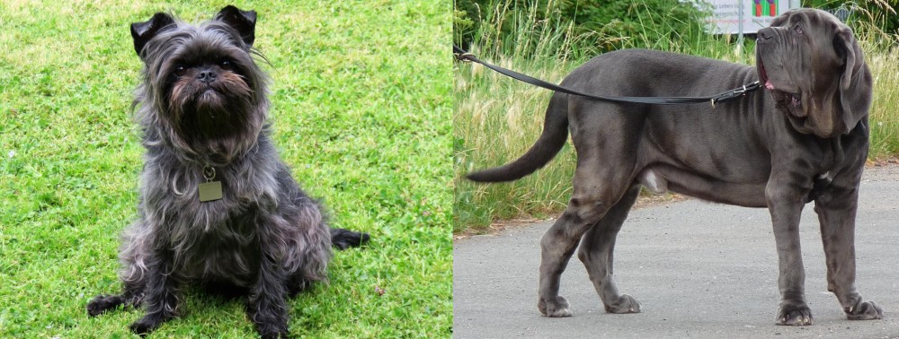 Neapolitan Mastiff vs Affenpinscher - Breed Comparison