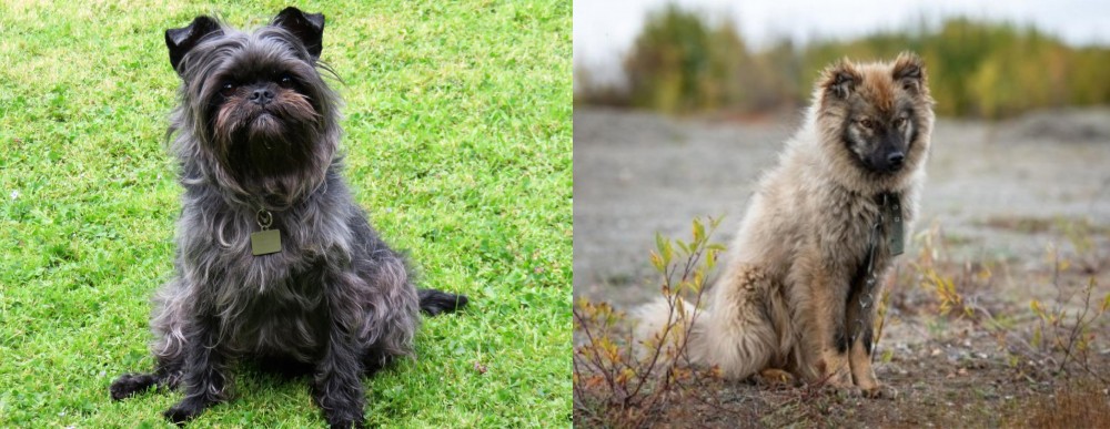 Nenets Herding Laika vs Affenpinscher - Breed Comparison