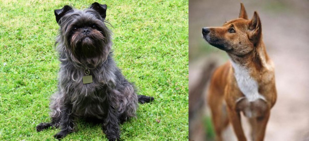 New Guinea Singing Dog vs Affenpinscher - Breed Comparison