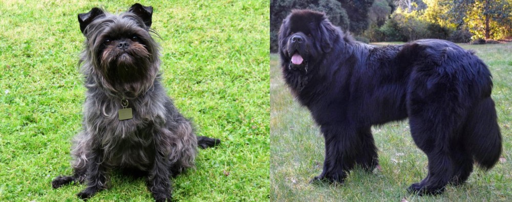 Newfoundland Dog vs Affenpinscher - Breed Comparison