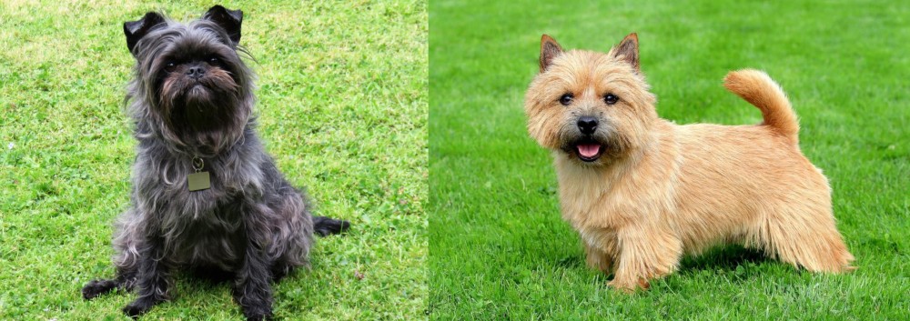 Norwich Terrier vs Affenpinscher - Breed Comparison