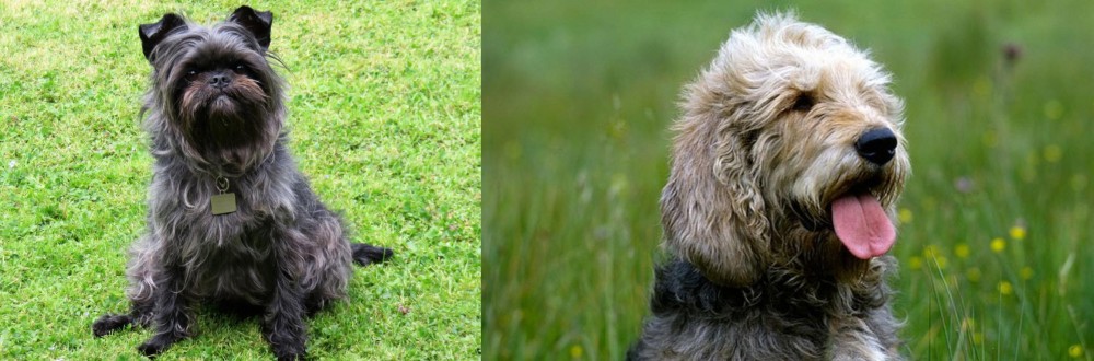 Otterhound vs Affenpinscher - Breed Comparison