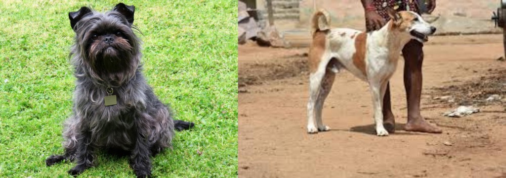 Pandikona vs Affenpinscher - Breed Comparison