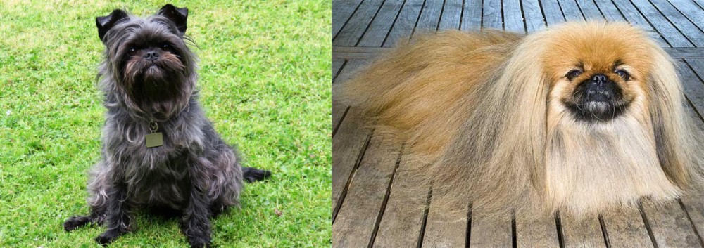 Pekingese vs Affenpinscher - Breed Comparison