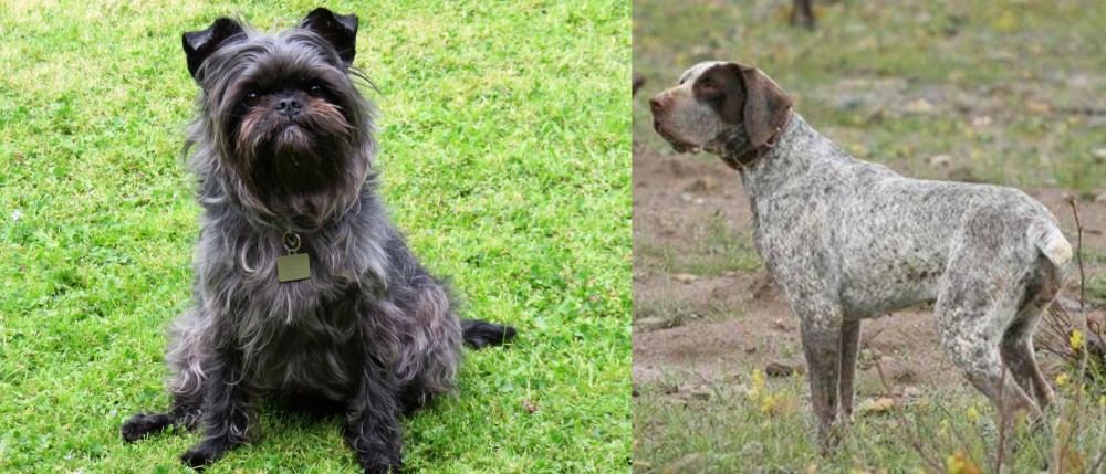 Perdiguero de Burgos vs Affenpinscher - Breed Comparison