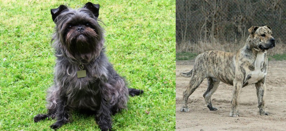 Perro de Presa Mallorquin vs Affenpinscher - Breed Comparison