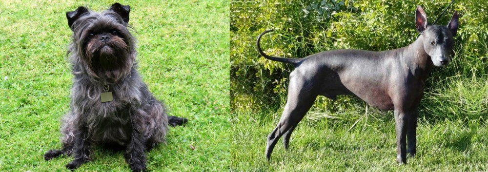 Peruvian Hairless vs Affenpinscher - Breed Comparison