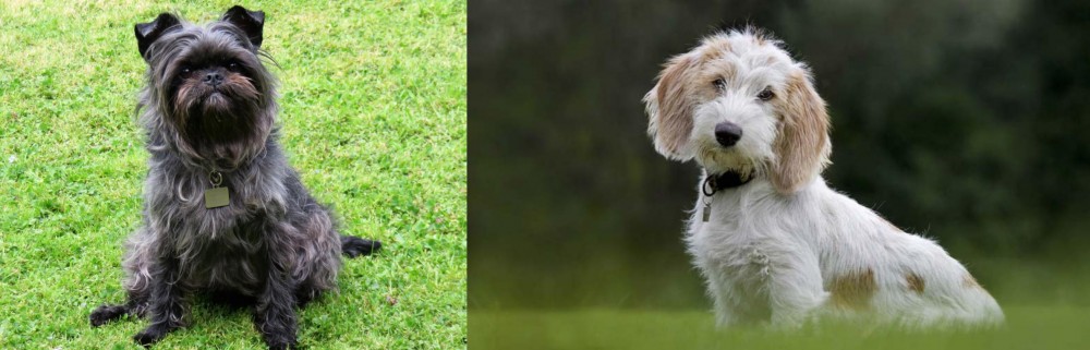 Petit Basset Griffon Vendeen vs Affenpinscher - Breed Comparison