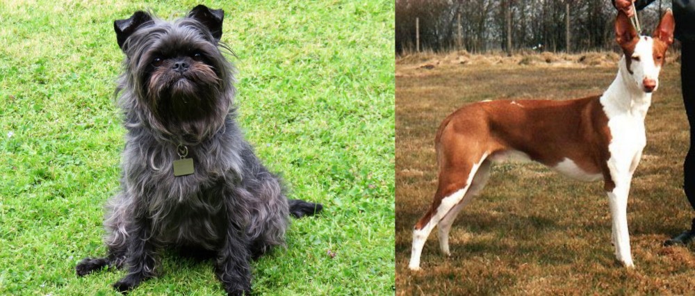 Podenco Canario vs Affenpinscher - Breed Comparison