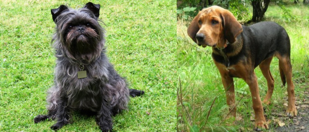 Polish Hound vs Affenpinscher - Breed Comparison