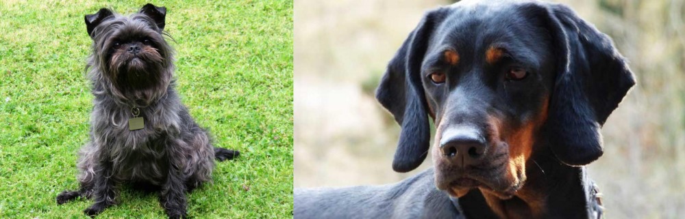 Polish Hunting Dog vs Affenpinscher - Breed Comparison