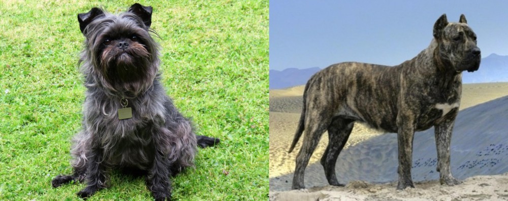 Presa Canario vs Affenpinscher - Breed Comparison