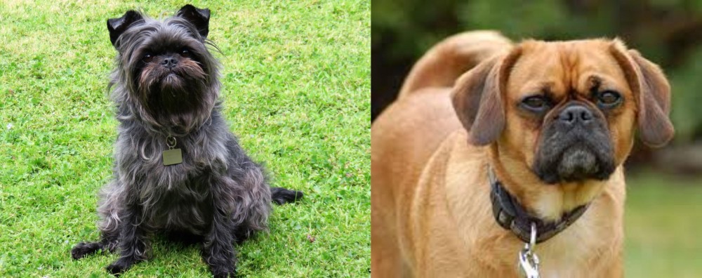 Pugalier vs Affenpinscher - Breed Comparison