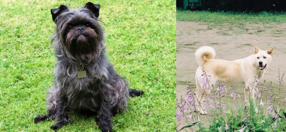 Pungsan Dog vs Affenpinscher - Breed Comparison