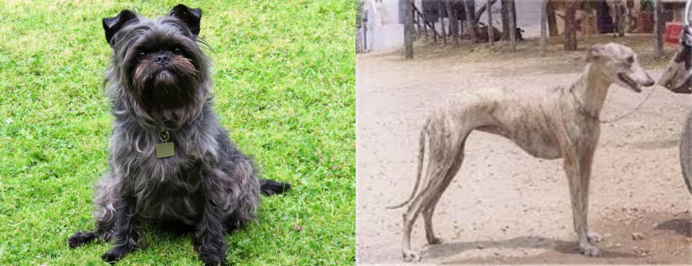 Rampur Greyhound vs Affenpinscher - Breed Comparison