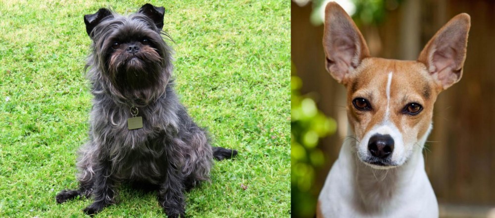 Rat Terrier vs Affenpinscher - Breed Comparison