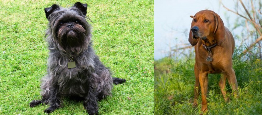 Redbone Coonhound vs Affenpinscher - Breed Comparison