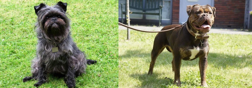 Renascence Bulldogge vs Affenpinscher - Breed Comparison