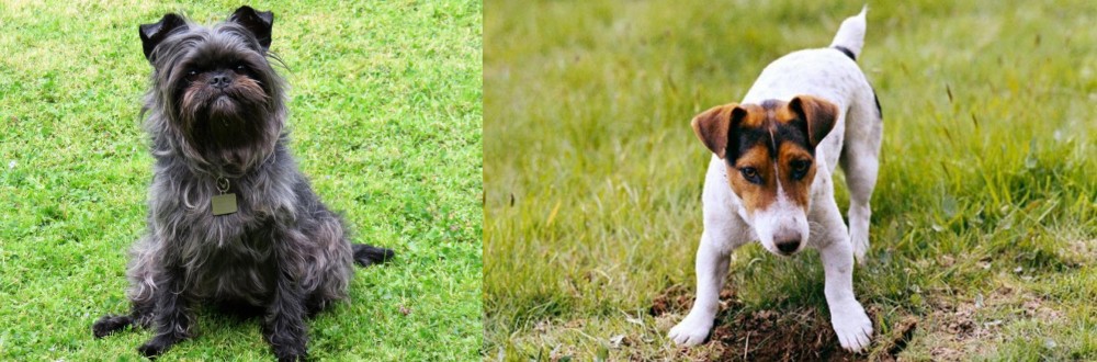 Russell Terrier vs Affenpinscher - Breed Comparison