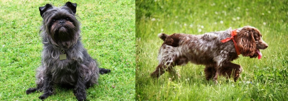 Russian Spaniel vs Affenpinscher - Breed Comparison