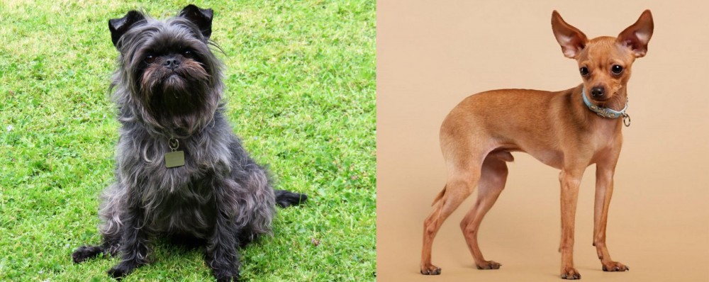 Russian Toy Terrier vs Affenpinscher - Breed Comparison