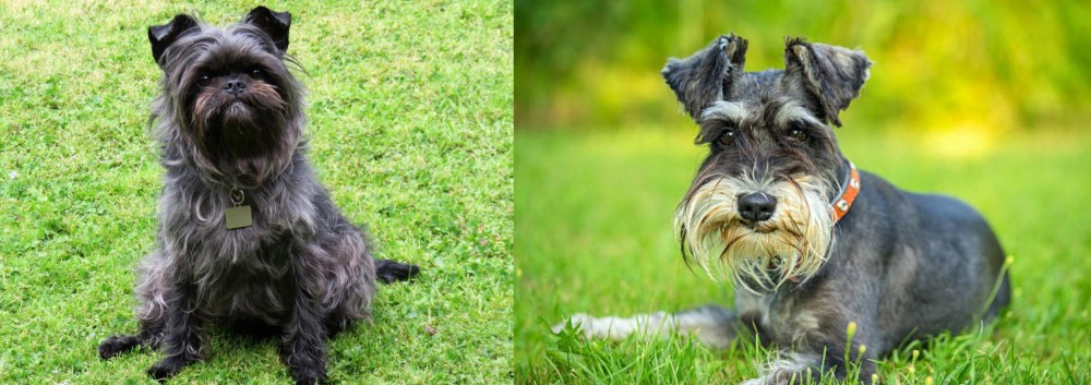 Schnauzer vs Affenpinscher - Breed Comparison