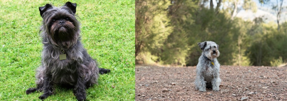 Schnoodle vs Affenpinscher - Breed Comparison