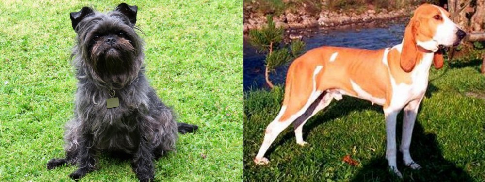 Schweizer Laufhund vs Affenpinscher - Breed Comparison
