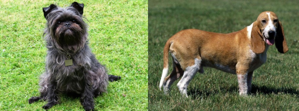 Schweizer Niederlaufhund vs Affenpinscher - Breed Comparison