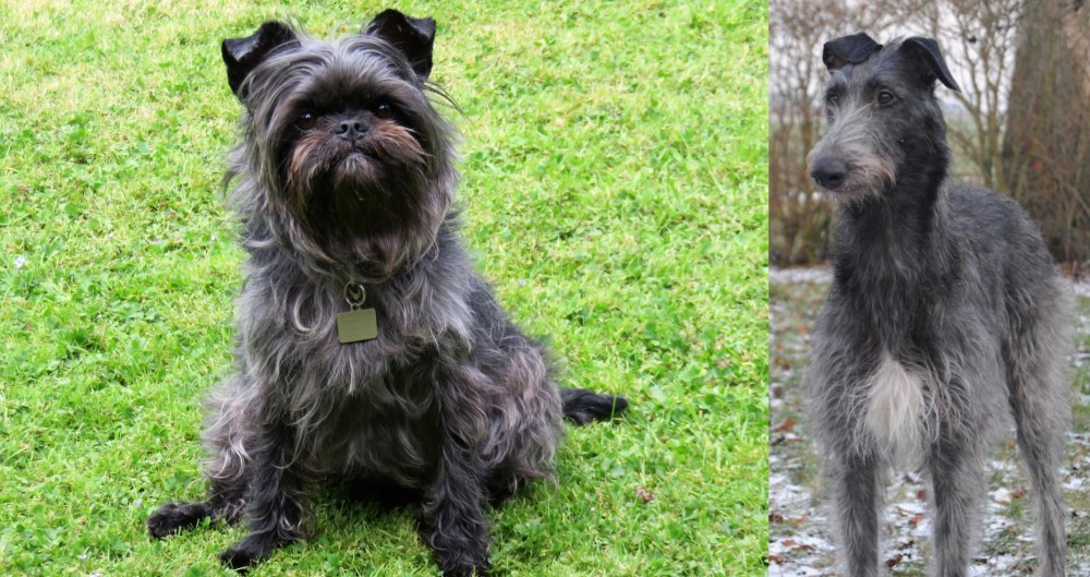 Scottish Deerhound vs Affenpinscher - Breed Comparison