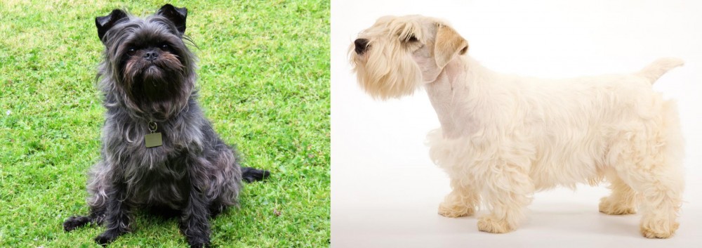 Sealyham Terrier vs Affenpinscher - Breed Comparison